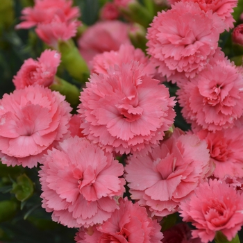 Dianthus (Pinks) - Fruit Punch&reg; 'Classic Coral'