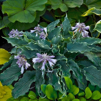 Hosta (Hosta, Plantain Lily) - Shadowland&reg; 'Waterslide'