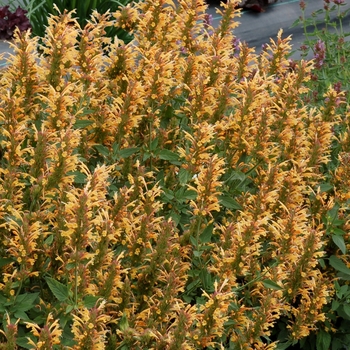 Agastache (Hummingbird mint) - Kudos&trade; 'Gold'
