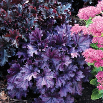 Heuchera (Coral Bells) - Forever® 'Purple'