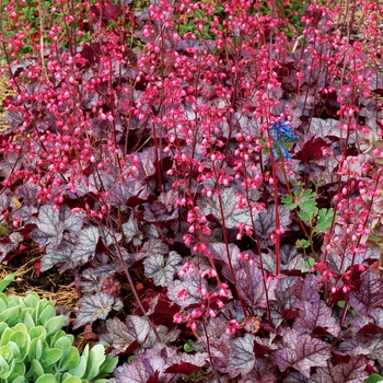 Heuchera - 'Glitter' Coral Bells