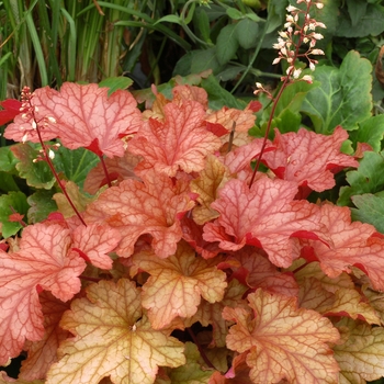 Heuchera - 'Paprika' Coral Bells