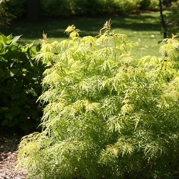 Sambucus racemosa - 'Lemony Lace®' Elderberry