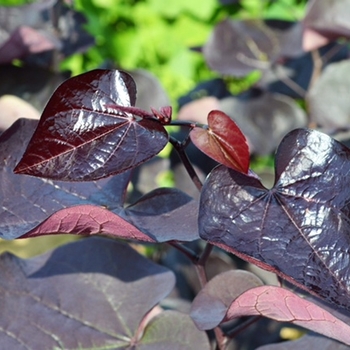 Cercis canadensis - 'Black Pearl&reg;' Redbud