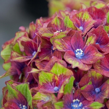 Hydrangea macrophylla - Pistachio