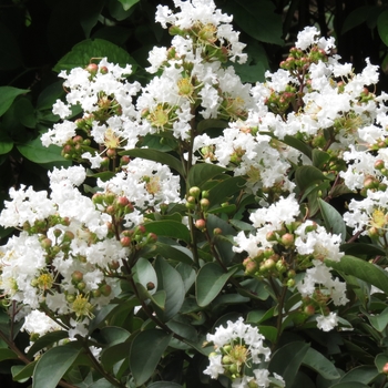 Lagerstroemia - 'Enduring White' Crapemyrtle