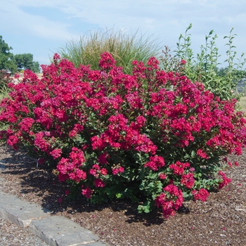 Lagerstroemia (Crapemyrtle) - Princess&trade; 'Kylie'