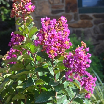 Lagerstroemia (Crapemyrtle) - Princess&trade; 'Jaden'
