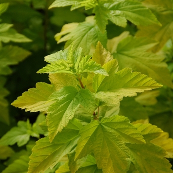 Physocarpus opulifolius (Ninebark) - Gum Drop™ Lemon Candy