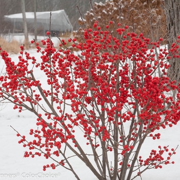 Ilex verticillata - 'Berry Poppins&reg;' Winterberry
