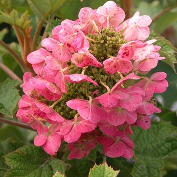 Hydrangea quercifolia - 'Ruby Slippers' Qakleaf Hydrangea