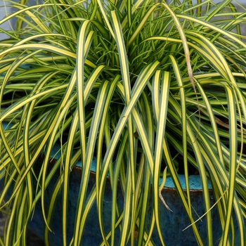 Carex oshimensis (Sedge) - EverColor® 'Eversheen'