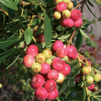 Vaccinium - 'Pink Lemonade' Blueberry