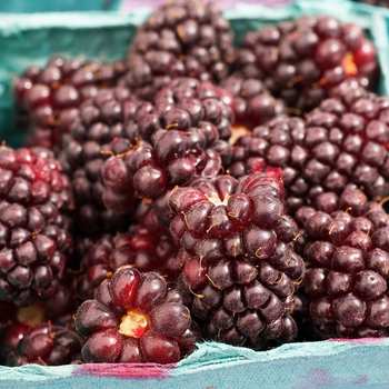 Rubus ursinus x ideaus - 'Thornless' Boysenberry