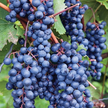 Vitis labrusca - 'Concord' Grape