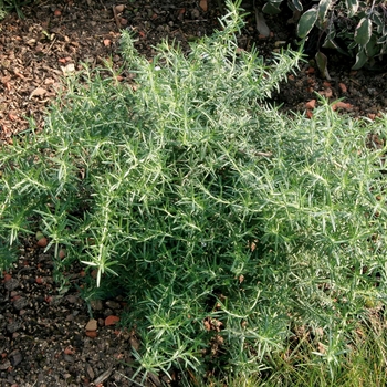 Rosmarinus officinalis - Prostratus' Creeping Rosemary