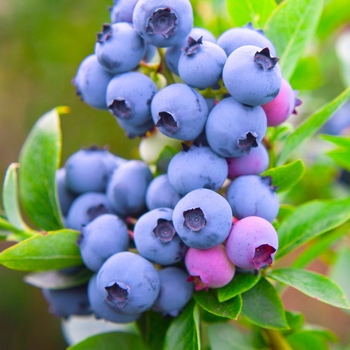 Vaccinium angustifolium - 'Razz' Blueberry