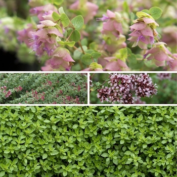 Origanum - 'Multiple Varieties' Oregano