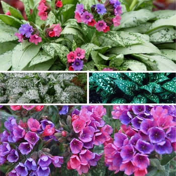 Pulmonaria - 'Multiple Varieties' Lungwort