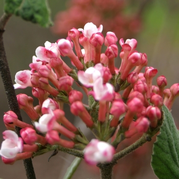 Viburnum carlesii - 'Spice Girl®' Korean Spice Viburnum