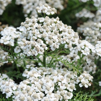 Achillea millefolium (Yarrow) - New Vintage™ White