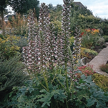 Acanthus mollis - Bear's Breeches