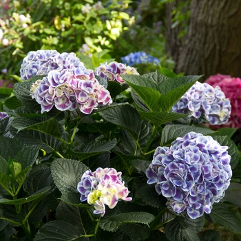 Hydrangea macrophylla (Bigleaf Hydrangea) - Cityline® ''Mars''