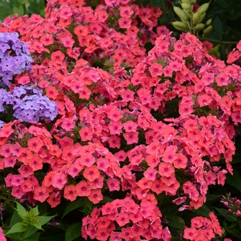 Phlox paniculata (Garden Phlox) - Flame™ 'Coral Flame®'