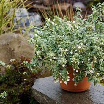 Abelia x grandiflora - 'Lucky Lots'