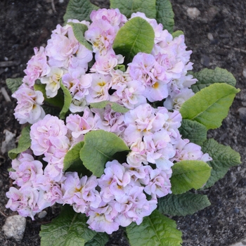 Primula vulgaris (Primrose) - Belarina® 'Pink Ice'