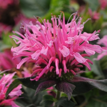 Monarda didyma (Bee Balm) - Balmy™ 'Pink'