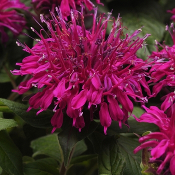 Monarda didyma (Bee Balm) - Balmy™ 'Purple'