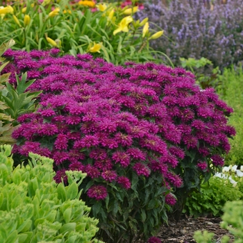 Monarda didyma (Bee Balm, Bergamot) - Sugar Buzz® ''Grape Gumball''