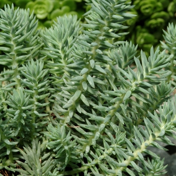 Sedum reflexum - 'Blue Spruce' Stonecrop