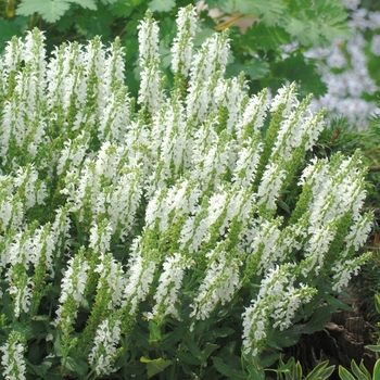 Salvia nemorosa (Meadow Sage) - Lyrical™ 'White'