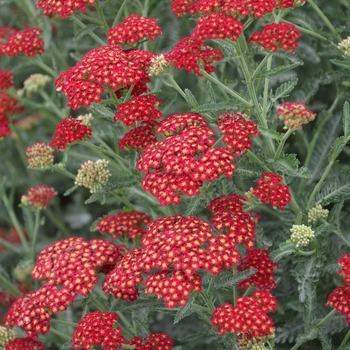 Achillea millefolium - 'Sassy Summer Sangria' Yarrow