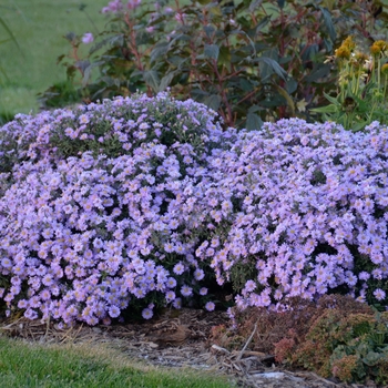 Aster - Kickin&reg; 'Lavender'