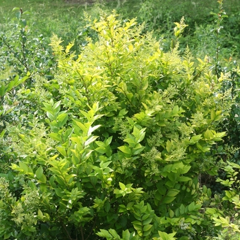 Ligustrum x vicaryi - 'Golden Ticket®' Privet