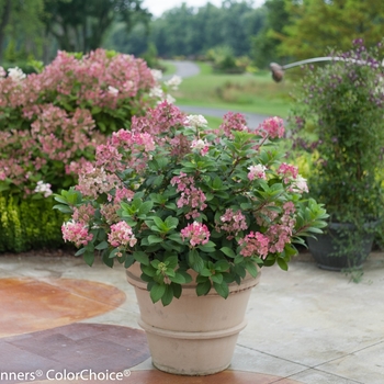 Hydrangea paniculata - 'Little Quick Fire®' Panicle Hydrangea