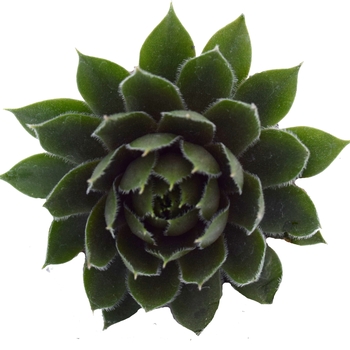 Sempervivum - 'Commander Hay' Hen and Chicks