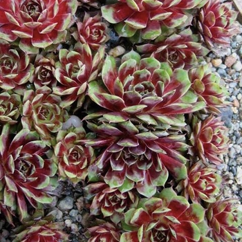 Sempervivum - 'Kalinda' Hen and Chicks