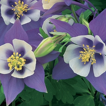 Aquilegia caerulea (Columbine) - Origami&trade; 'Blue & White'