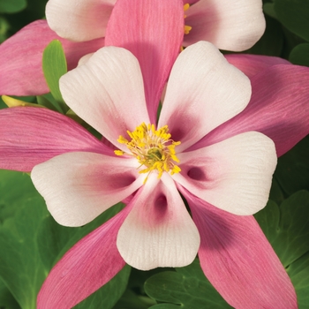 Aquilegia caerulea (Columbine) - Origami&trade; 'Pink and White'