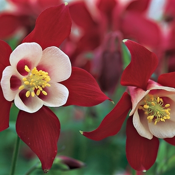 Aquilegia caerulea (Columbine) - Origami&trade; 'Red & White'