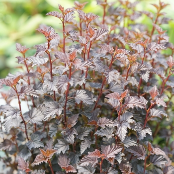 Physocarpus opulifolius (Ninebark) - Summer Wine® Black