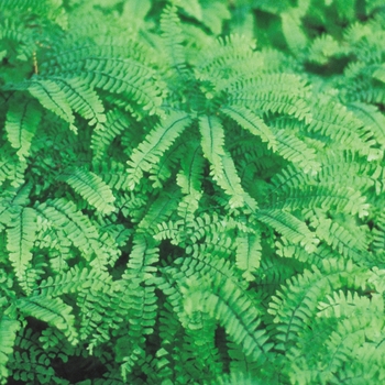 Adiantum x mairisii - Hardy Maidenhair Fern