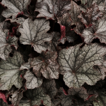 Heuchera - 'Carnival Plum Crazy' Coral Bells