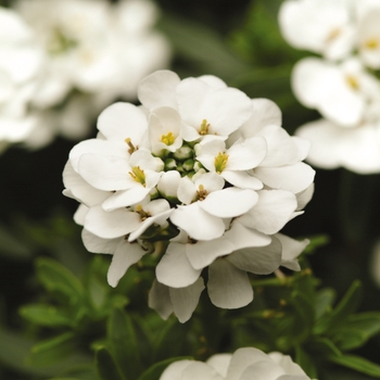 Iberis sempervirens - 'Purity' Candytuft