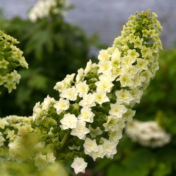 Hydrangea quercifolia - 'Gatsby Star®' Oakleaf Hydrangea