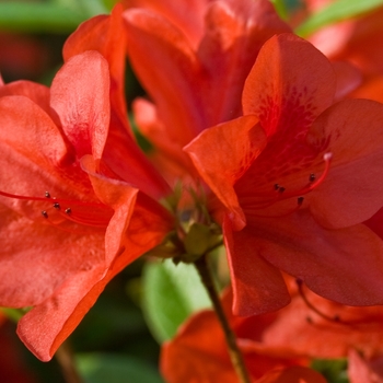Rhododendron (Azalea) - Encore&reg; 'Autumn Bravo&reg''